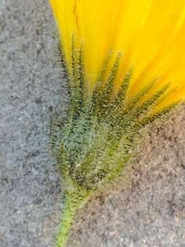 Imagem de Hieracium amplexicaule subsp. spelaeum (Arv.-Touv.) Zahn