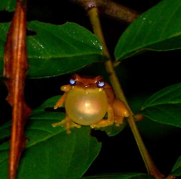 Image of Loquacious Treefrog