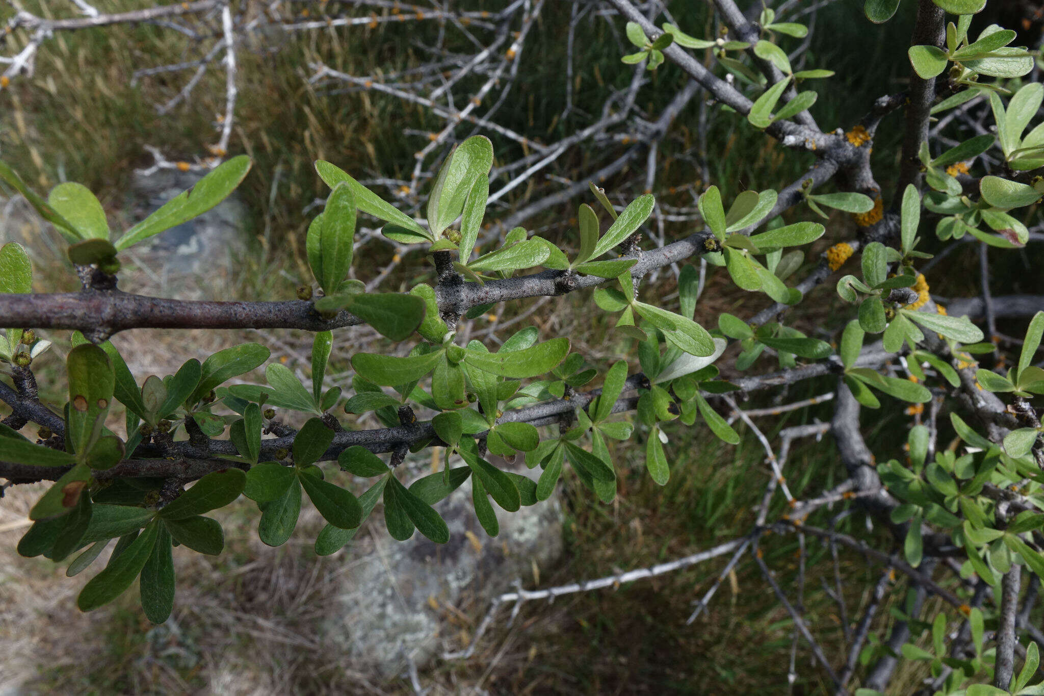 Image of Olearia odorata Petrie