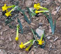 Imagem de Narcissus scaberulus subsp. calcicola (Mendonça) Aedo