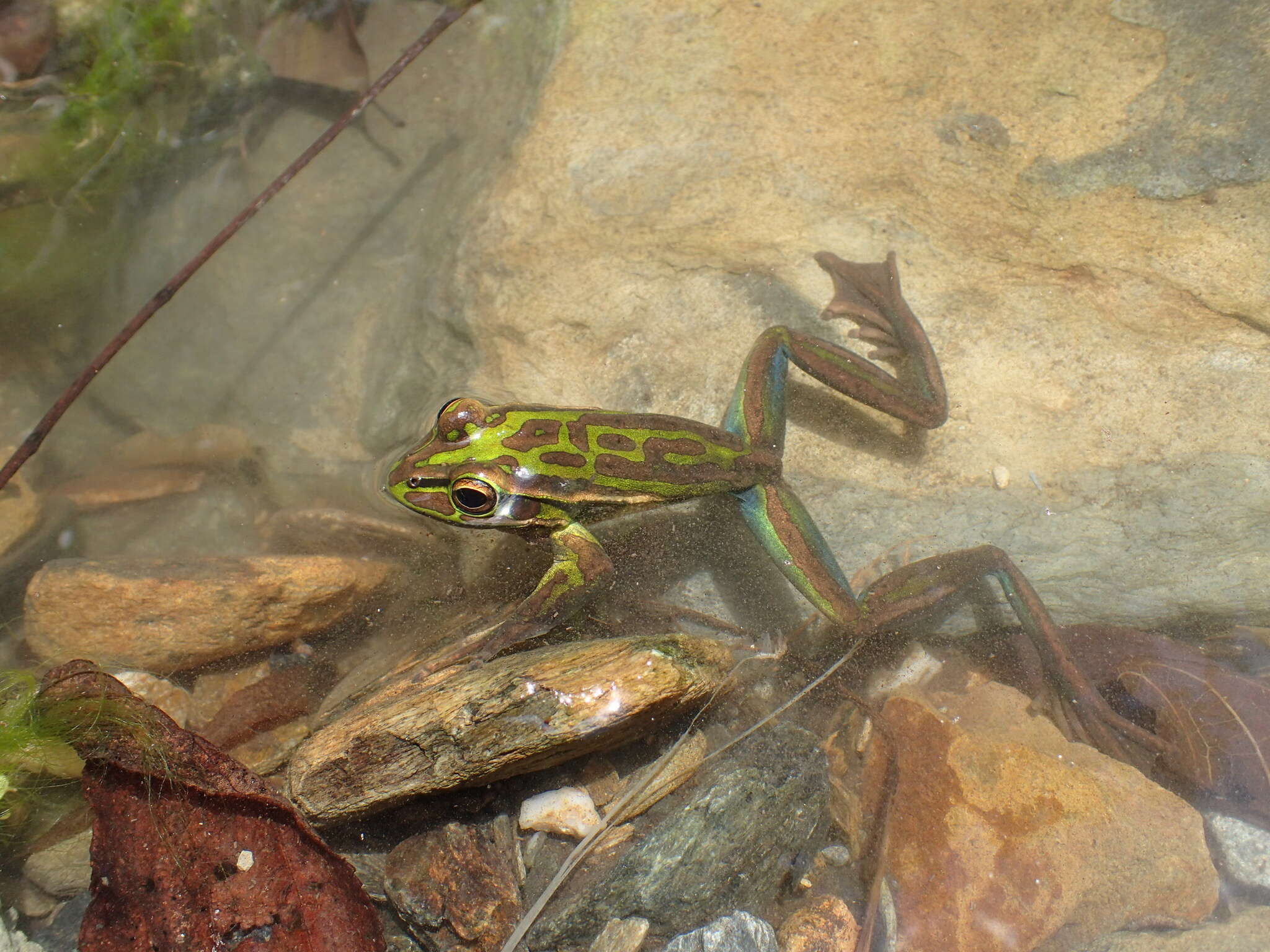 Image of Green and golden bell frog