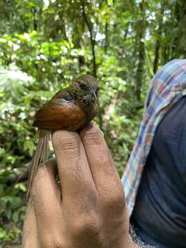 Image of Stripe-breasted Spinetail