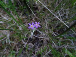 Plancia ëd Primula incana M. E. Jones