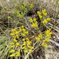 Image of yellow nailwort