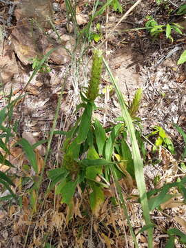 Image of Barleria oenotheroides Dum.-Cours.