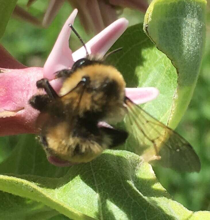 Image of Bumble-bee-mimic Anthophora