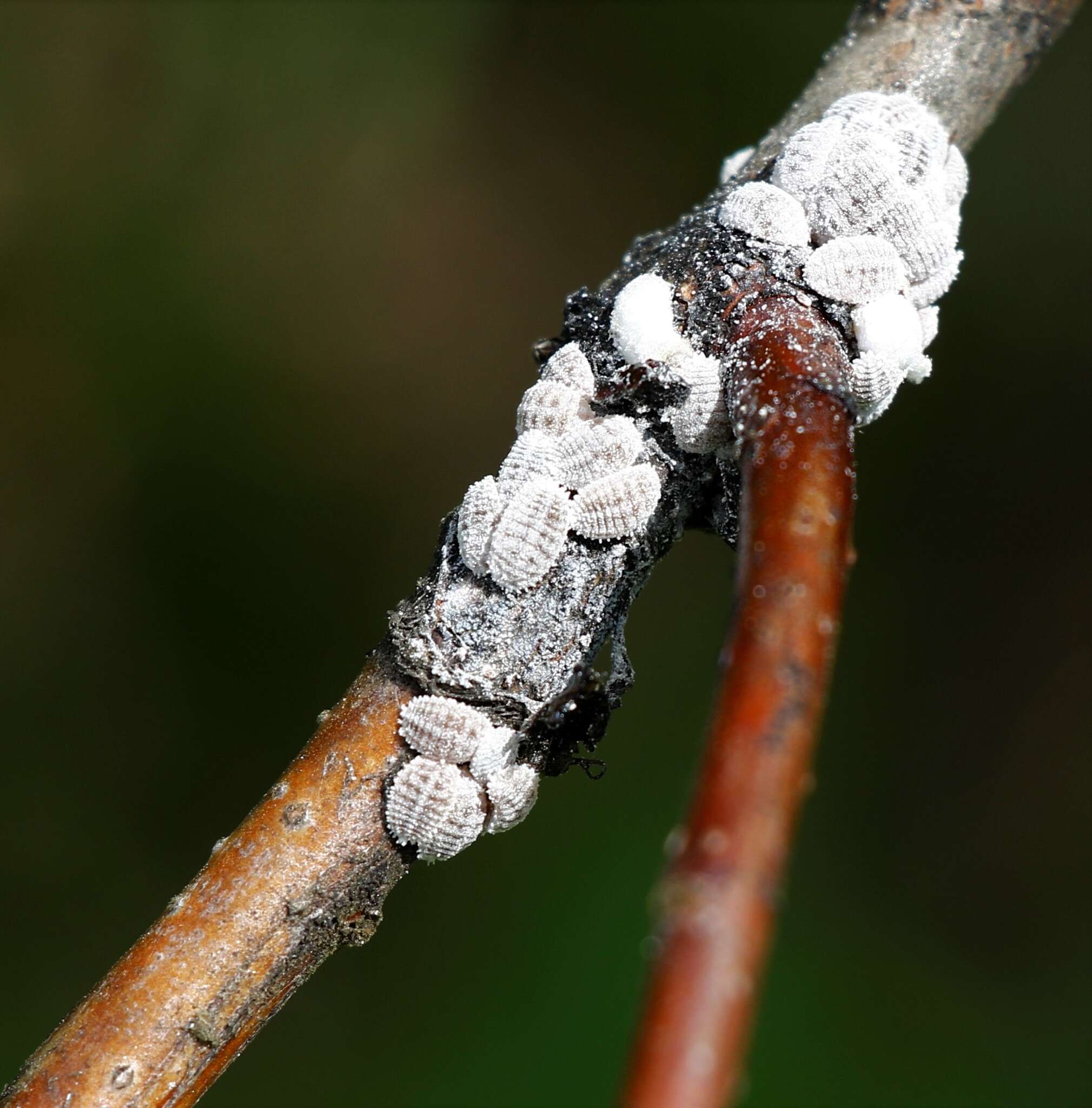 Image of Apple mealybug