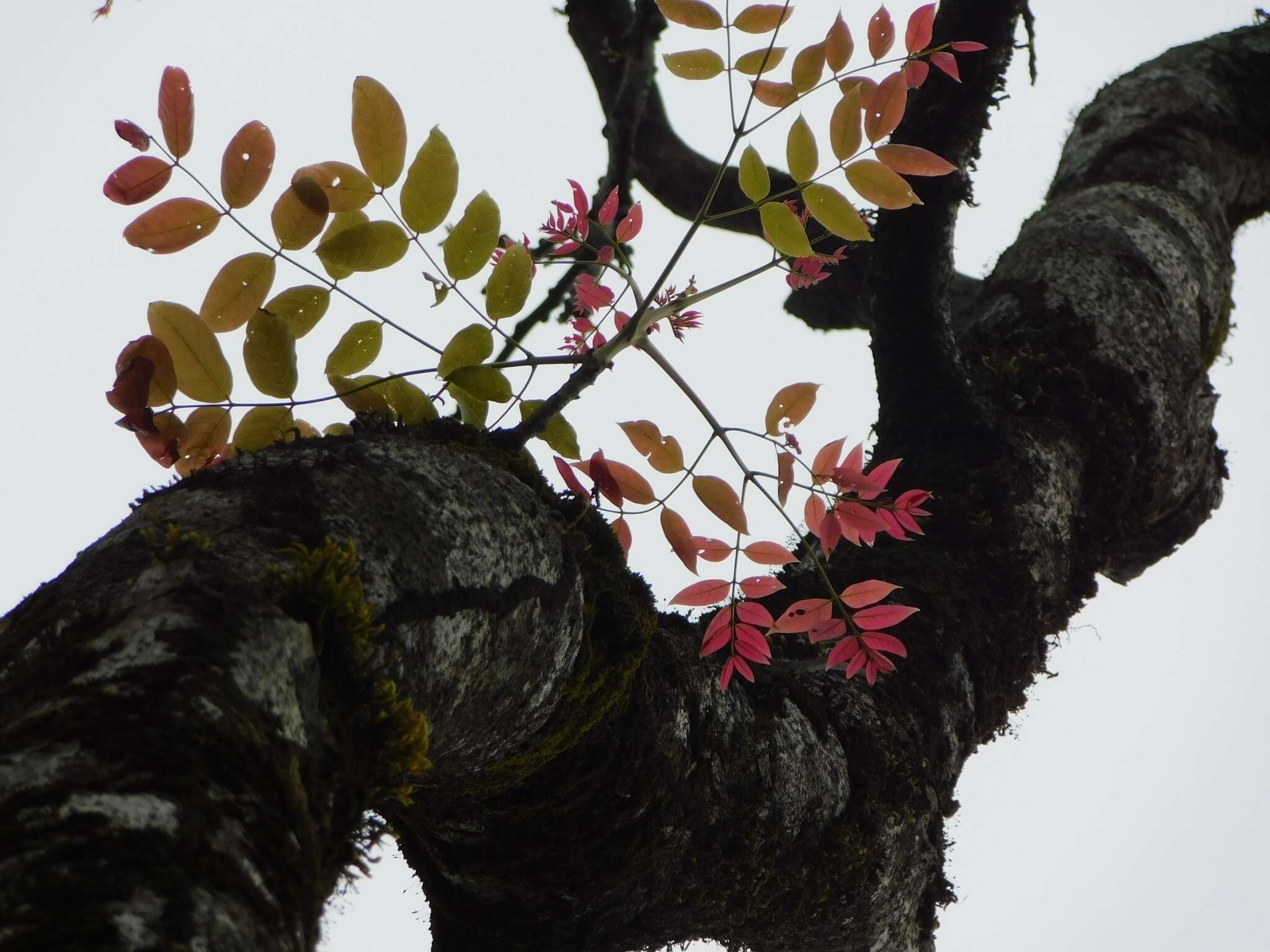 Image of Acrocarpus
