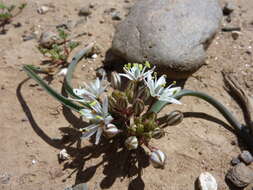 Image of Oziroe pomensis Ravenna