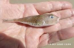 Image of Highfin toadfish