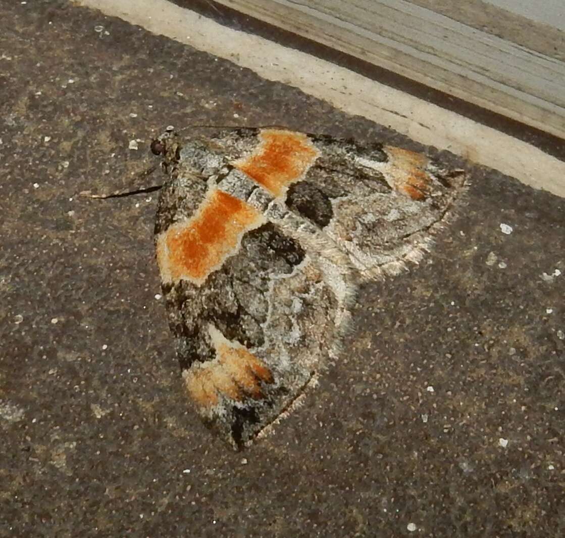 Image of Orange-barred Carpet