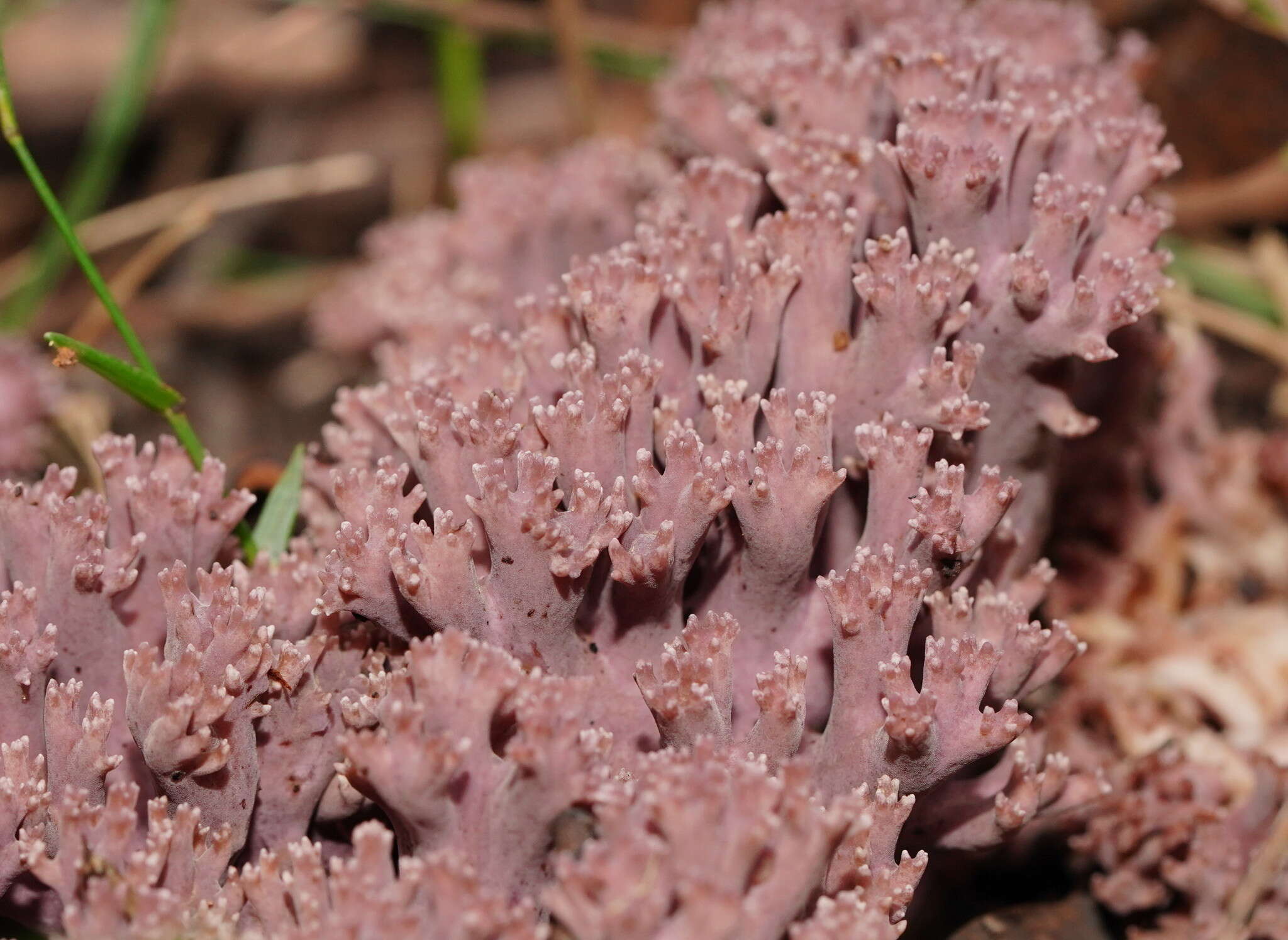 Image of Clavaria versatilis (Quél.) Sacc. & Trotter 1912