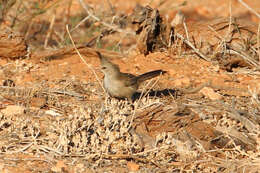 Image of Chiming Wedgebill