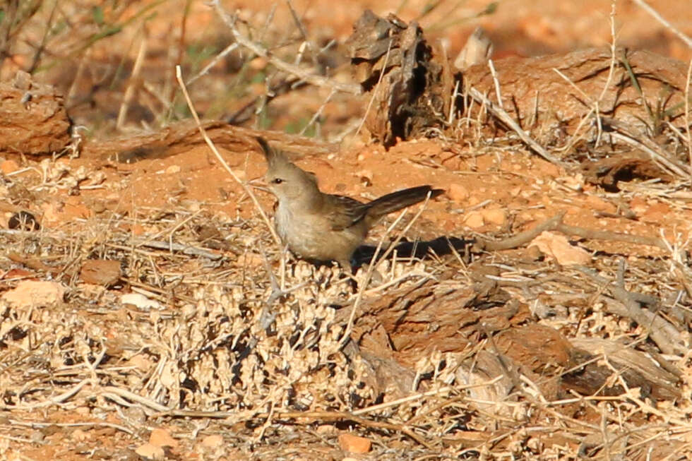 Image of Chiming Wedgebill