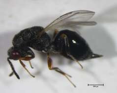 Image of Eurytoma discordans Bugbee 1951