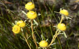 Image of Leucadendron cinereum (Sol. ex Aiton) R. Br.