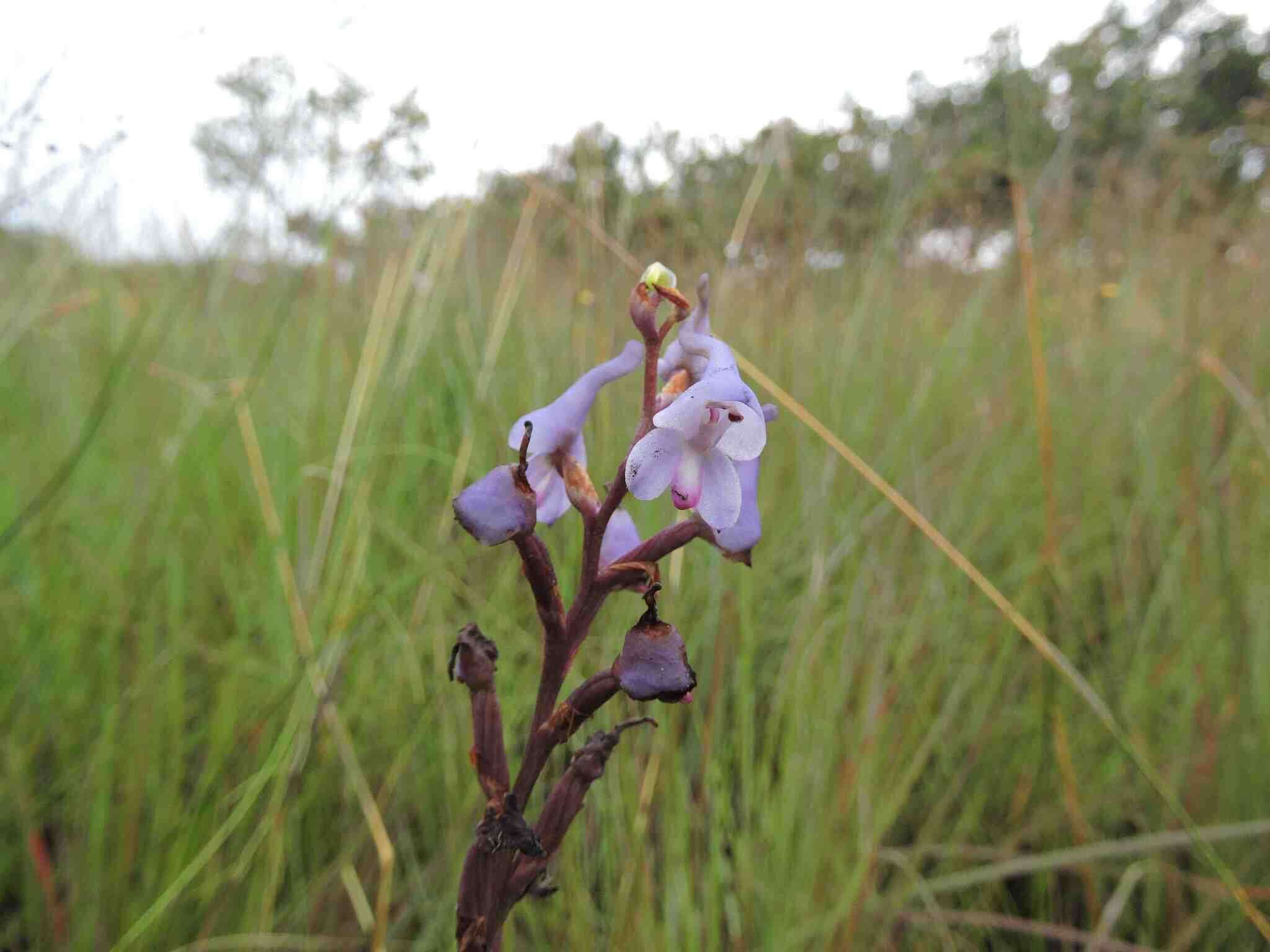 Image of Disa equestris Rchb. fil.