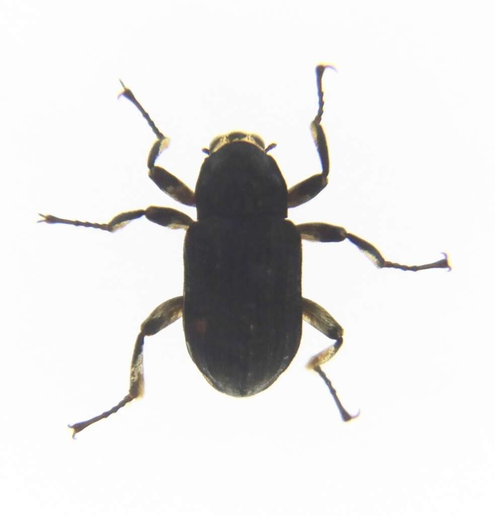 Image of Grouvellinus marginatus (Kôno 1934)