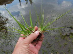 Image of Bolander's quillwort