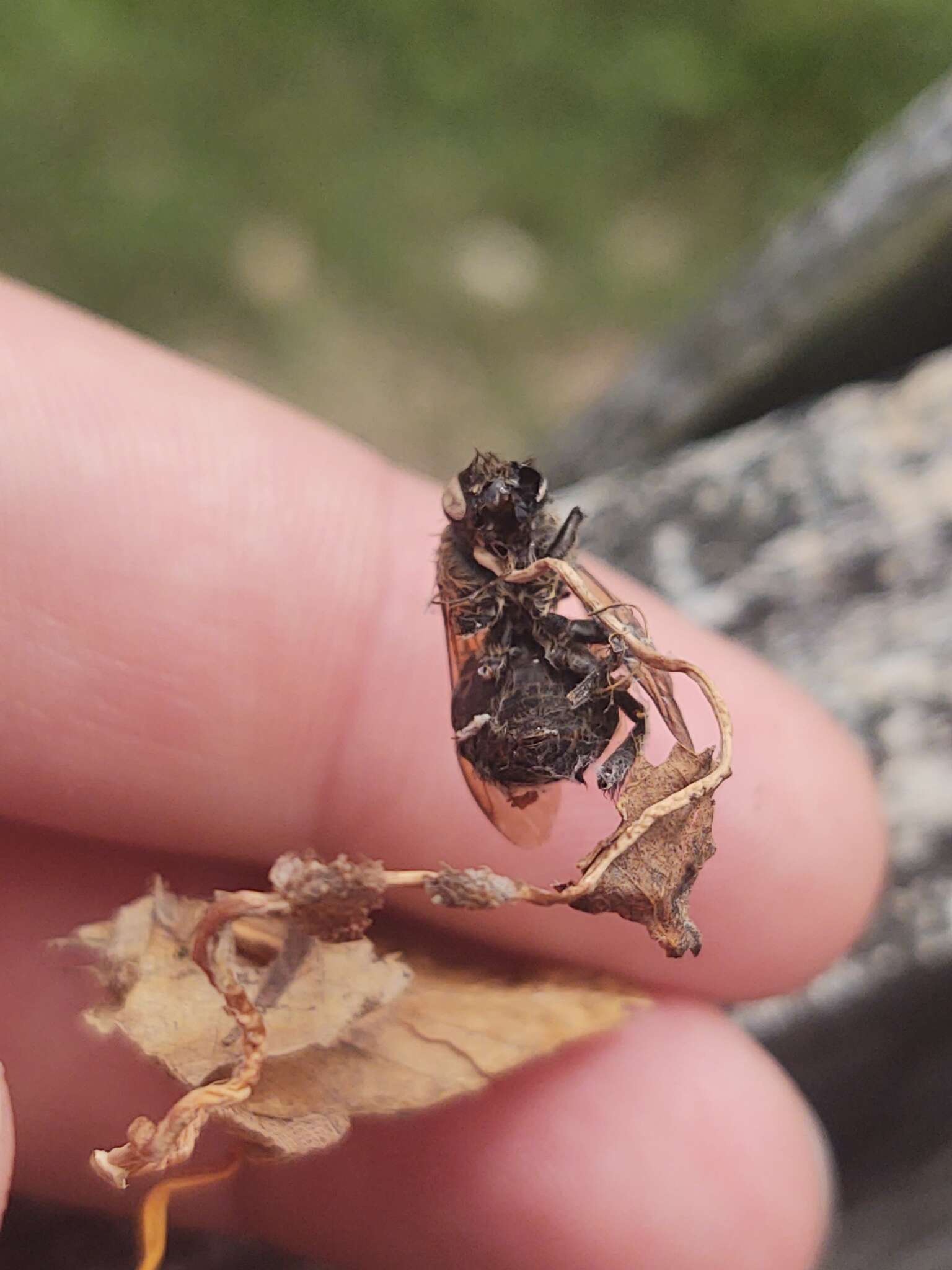 Image of Ophiocordyceps sphecocephala (Klotzsch ex Berk.) G. H. Sung, J. M. Sung, Hywel-Jones & Spatafora 2007