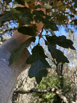 Image of hybrid oak