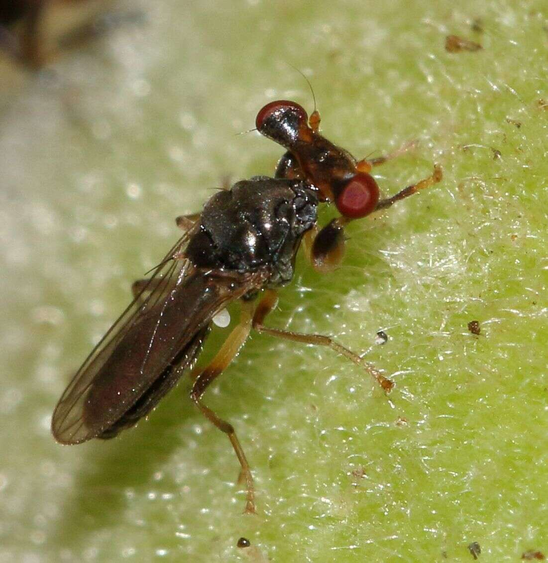 Sphyracephala beccarii (Rondani 1873)的圖片