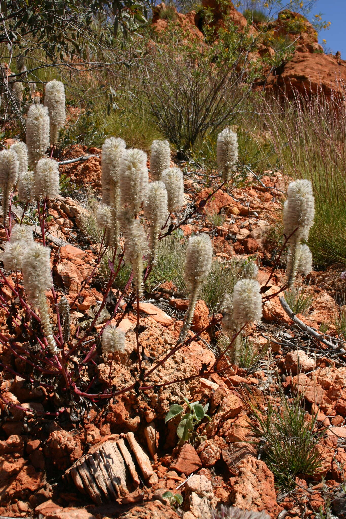 Image of Ptilotus nobilis F. Müll.