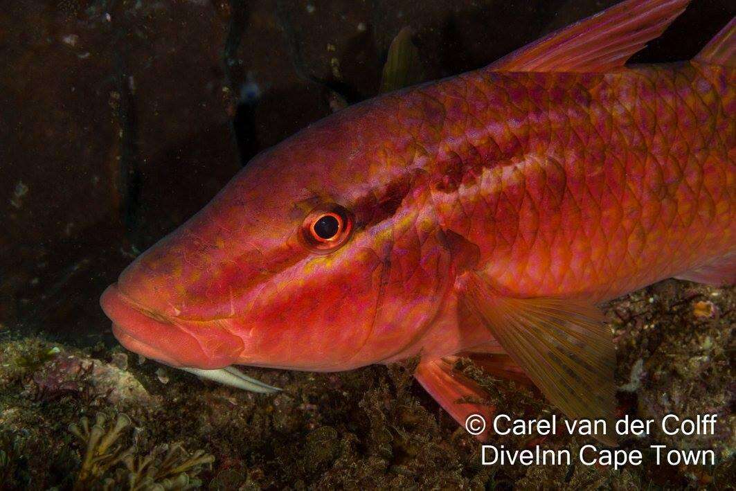 Image of Blacksaddle goatfish