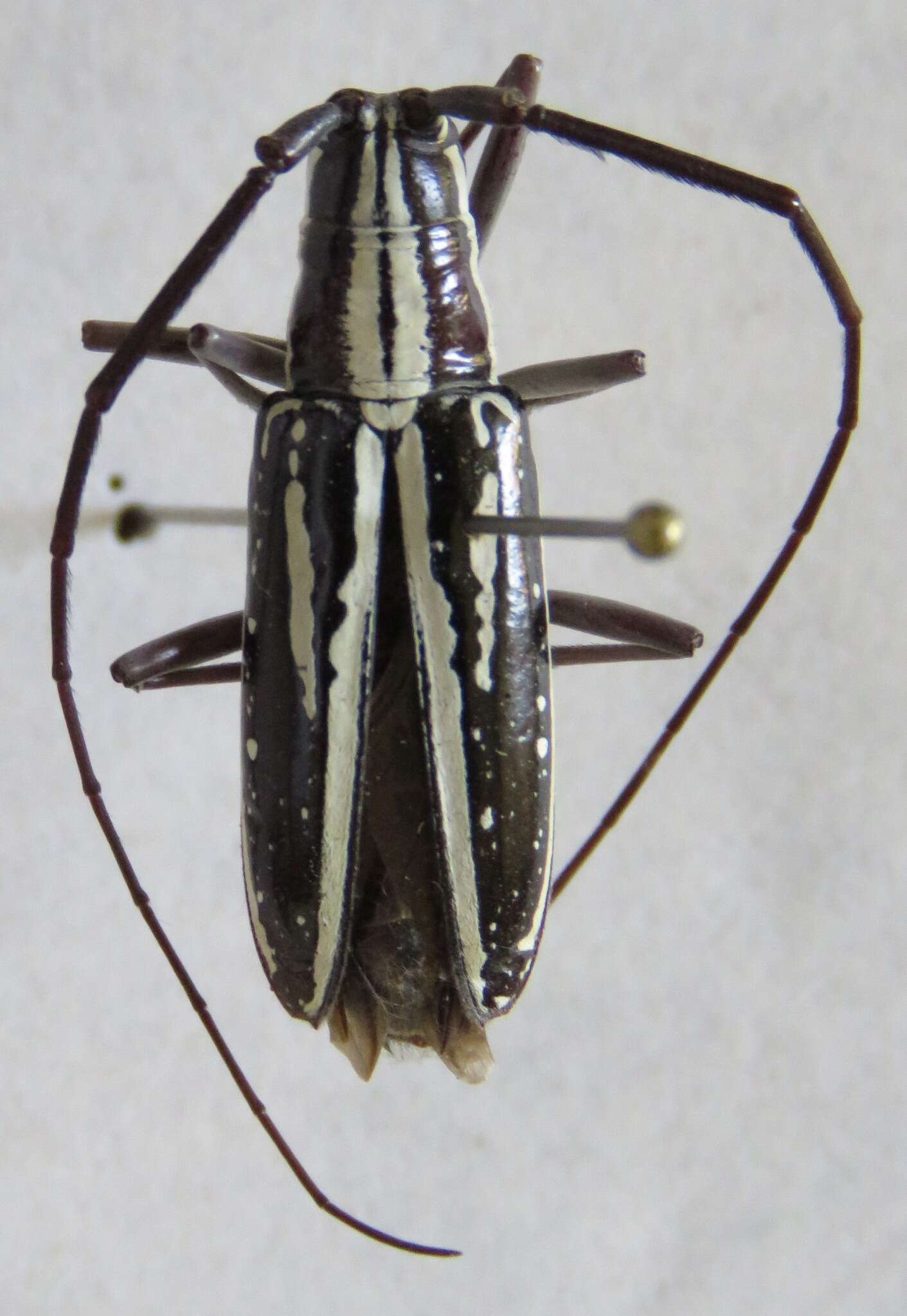 Image of Ptychodes politus lecontei Thomson 1856