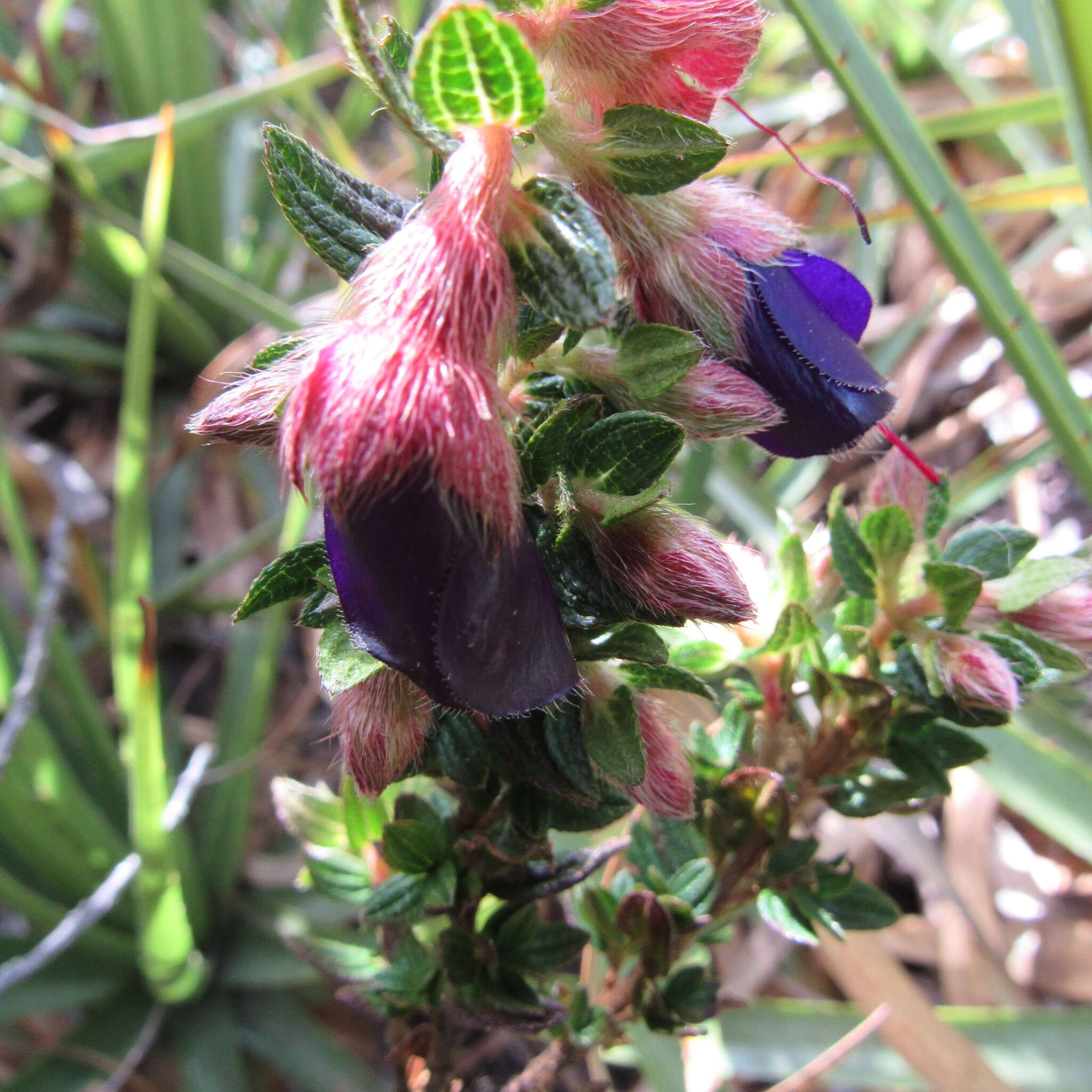 Image de Brachyotum strigosum (L. fil.) Triana