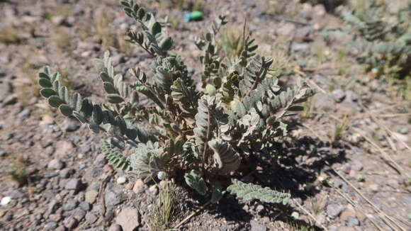 Imagem de Astragalus arequipensis Vog.