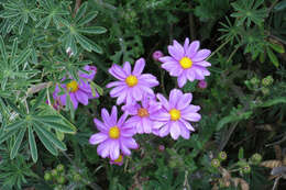 Image of redpurple ragwort