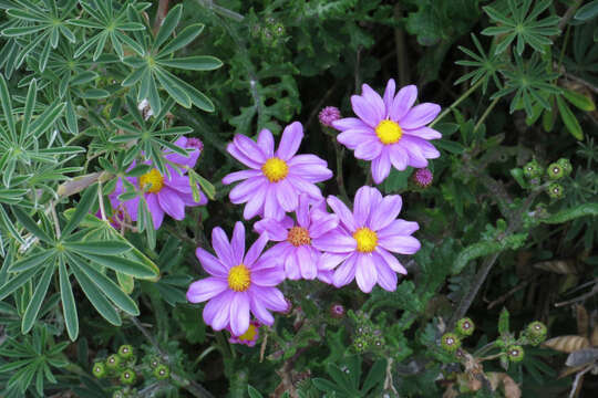 Image of redpurple ragwort