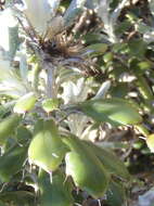 Image of Berkheya coriacea Harv.