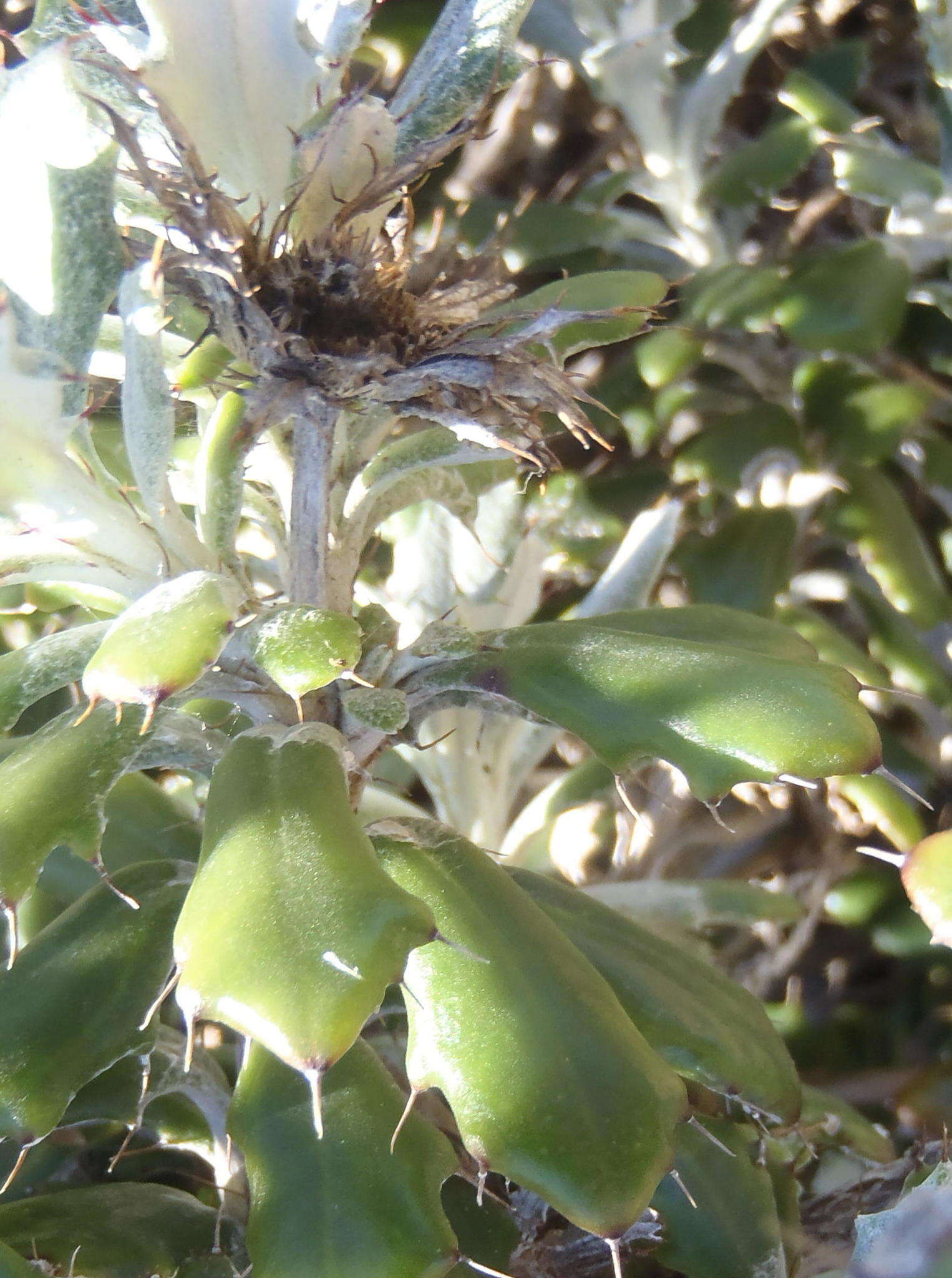 Image of Berkheya coriacea Harv.