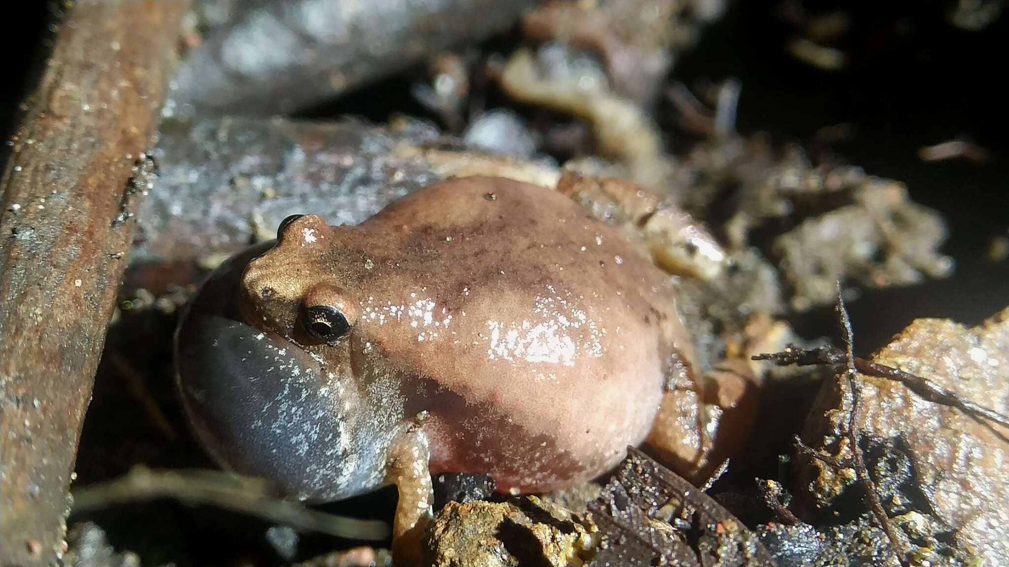 Image of Ant Frog