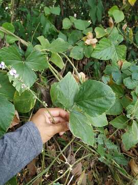 Image of tropical kudzu