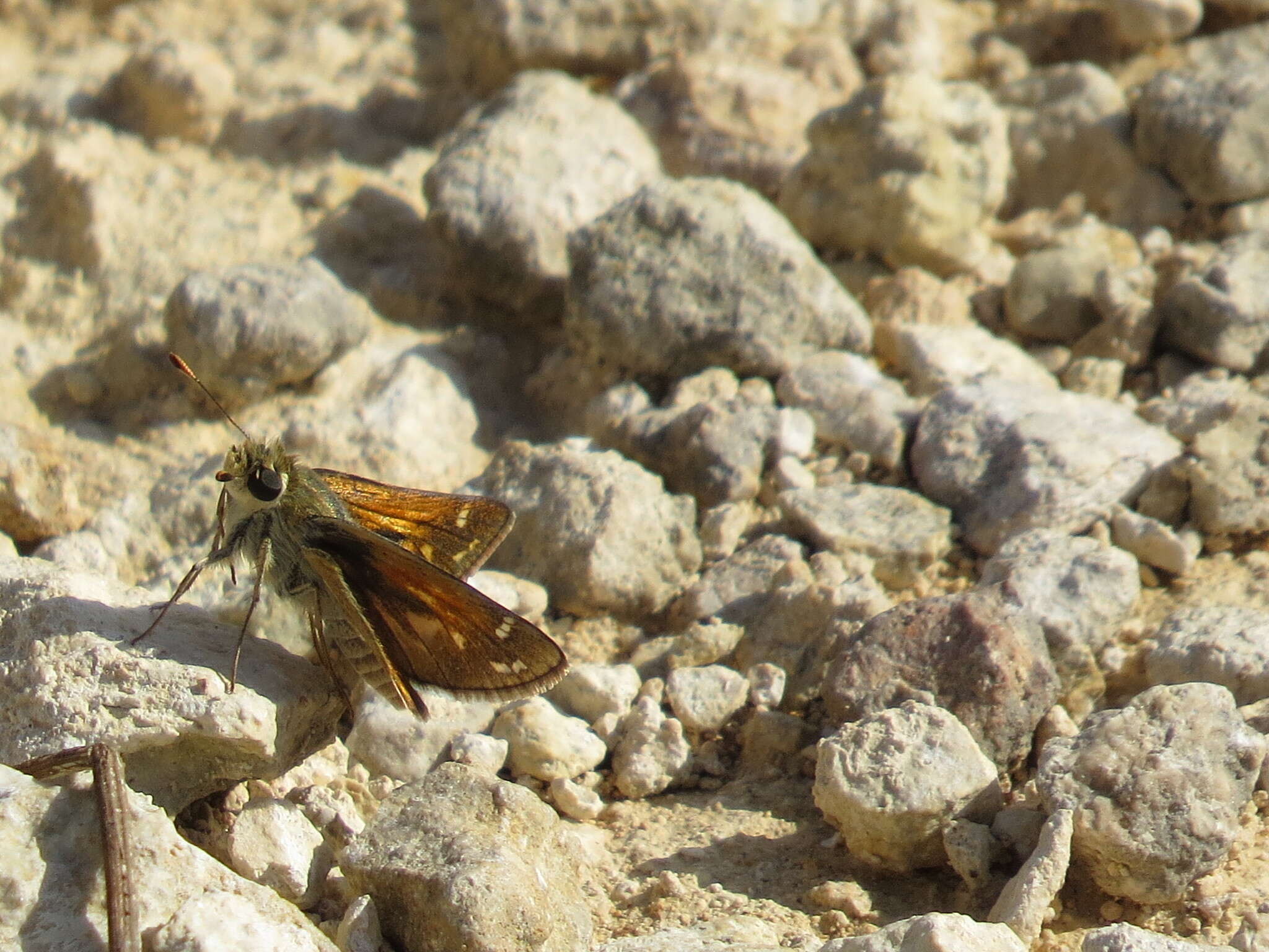 Image of Green Skipper