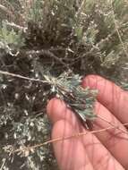 Artemisia bigelovii A. Gray resmi