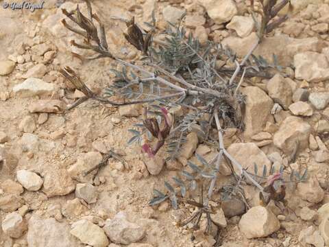 Image of Astragalus sanctus Boiss.