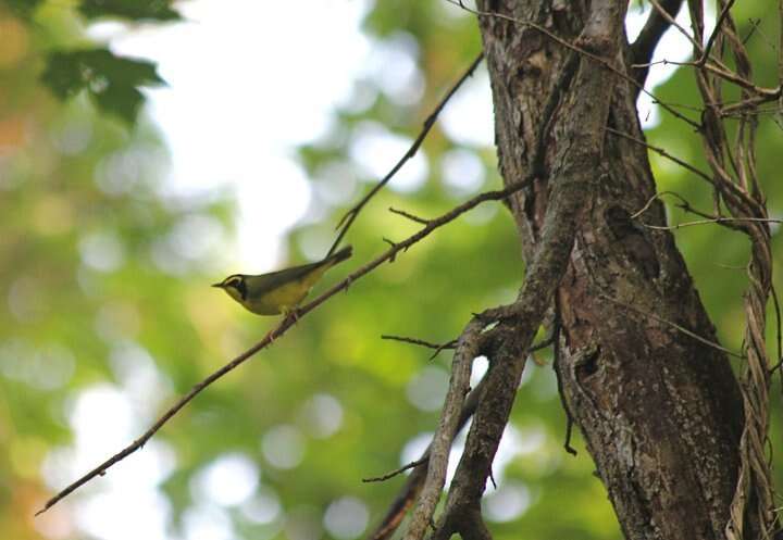 Geothlypis formosa (Wilson & A 1811) resmi