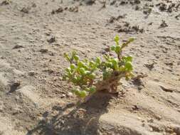 Sivun Tetraena hamiensis var. qatarensis (Hadidi) Alzahrani & Albokhari kuva