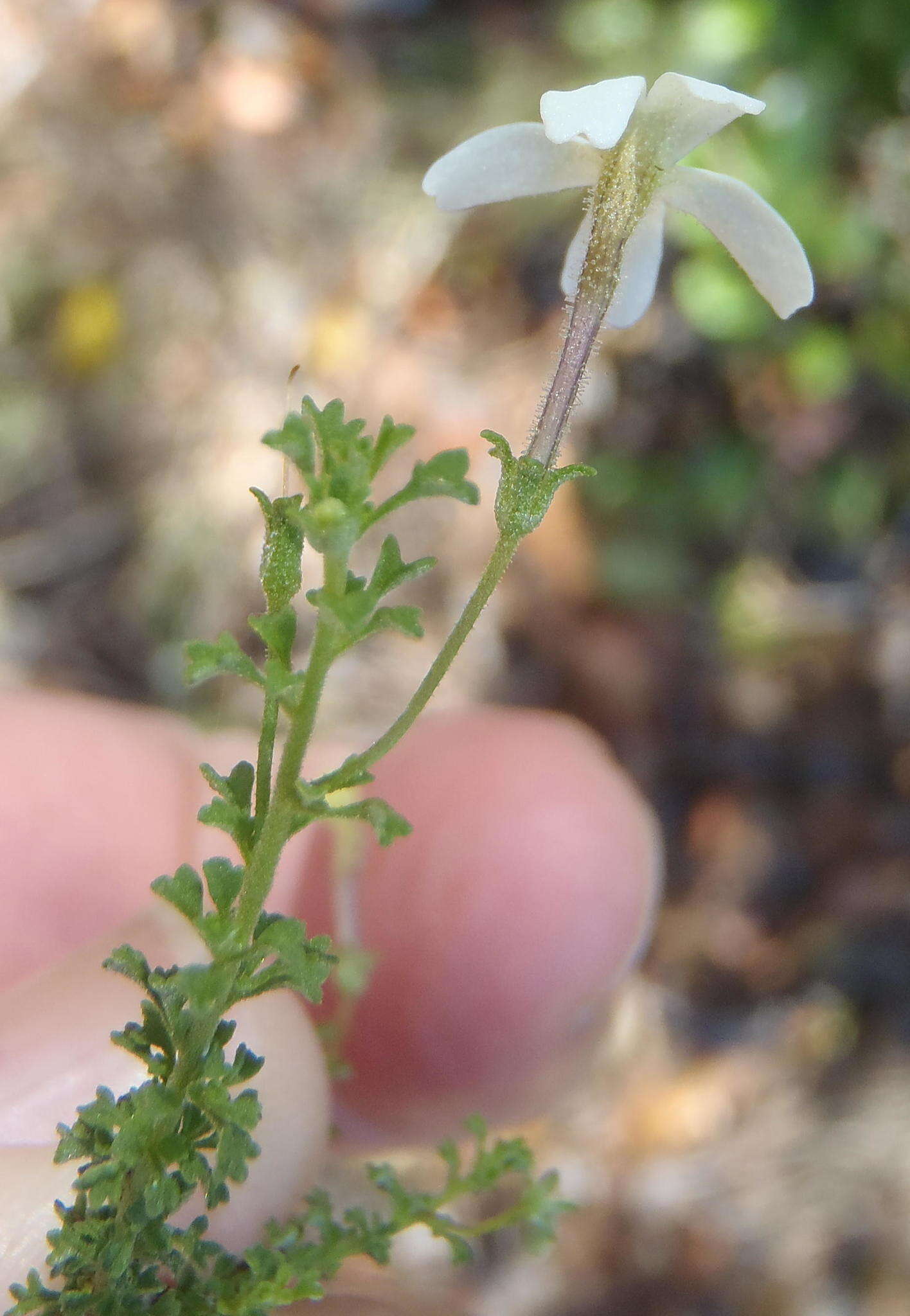 Image of Jamesbrittenia argentea (L. fil.) O. M. Hilliard