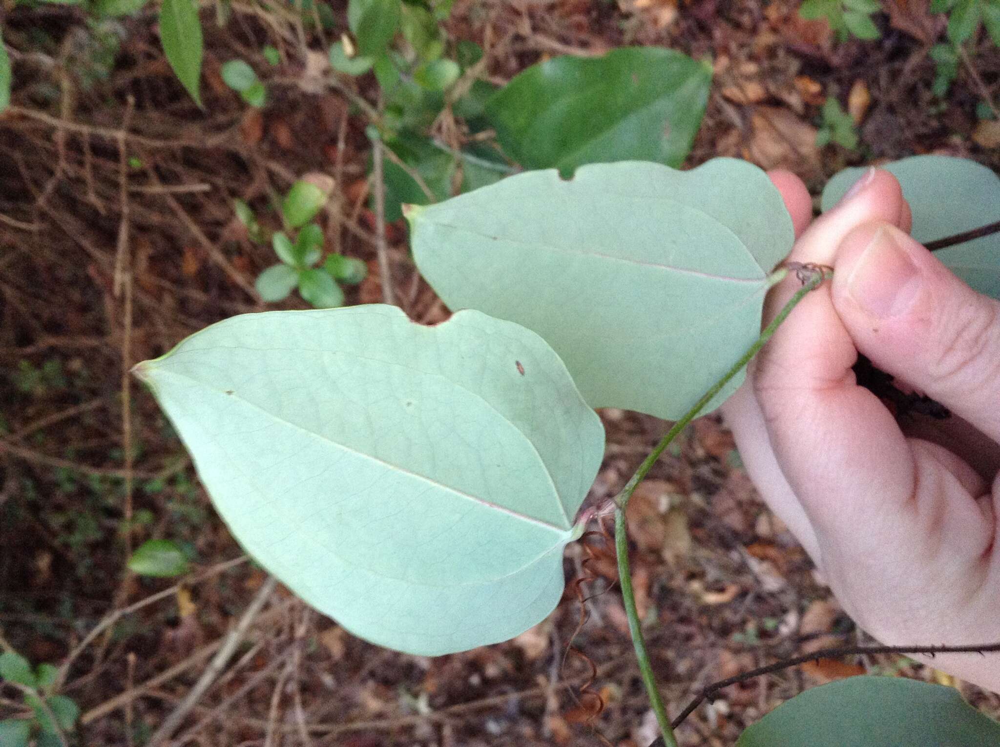 Imagem de Smilax glauca Walter