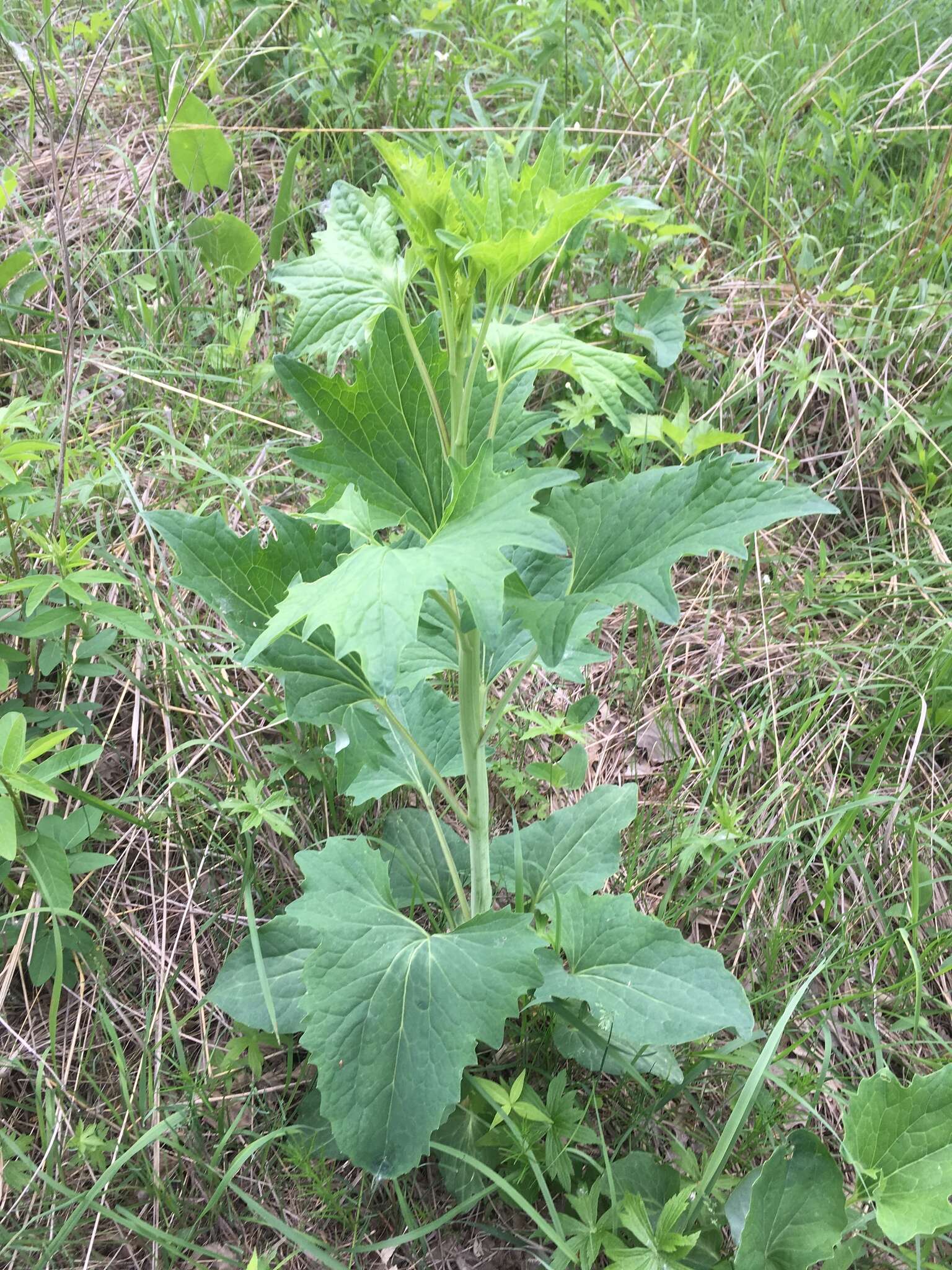 Image of pale Indian plantain