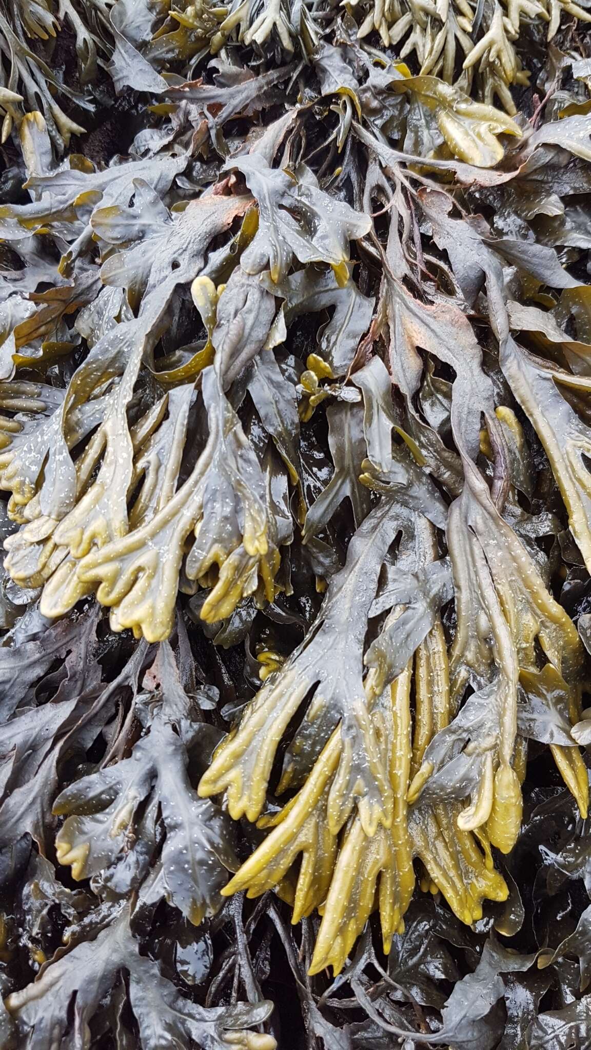 Image of Fucus ceranoides