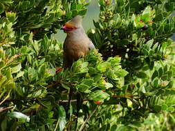 Urocolius indicus indicus (Latham 1790) resmi