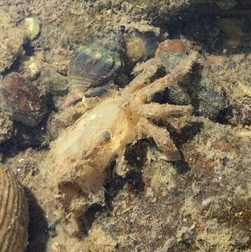 Image of Hemigrapsus crenulatus (H. Milne Edwards 1837)