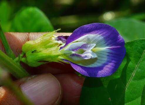 Plancia ëd Clitoria annua J. Graham