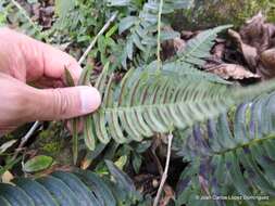 Image of Narrow-Leaf Mid-Sorus Fern